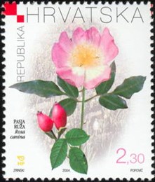 HRVATSKA FLORA - PASJA RUŽA (Rosa canina) 