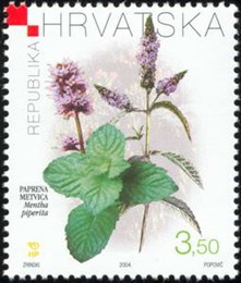 HRVATSKA FLORA - PAPRENA METVICA - Mentha piperita (L.) HUDS.
