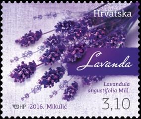 HRVATSKA FLORA - LAVANDA