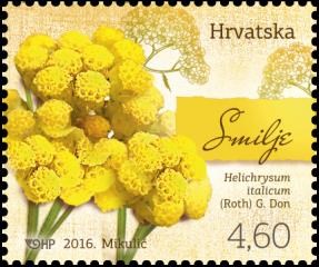 HRVATSKA FLORA - SMILJE