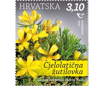 Cjelolatična žutilovka (Genista holopetala (Koch) Bald.)