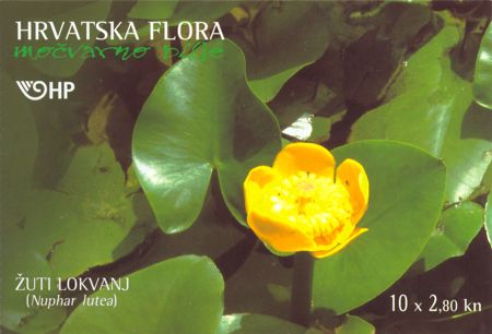 HRVATSKA FLORA - Žuti lokvanj 