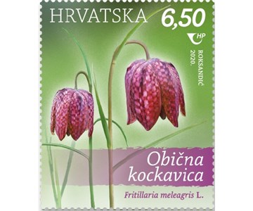 Obična kockavica (Fritillaria meleagris L.)