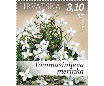 Tommasinijeva merinka (Moehringia tommasinii Marches.)