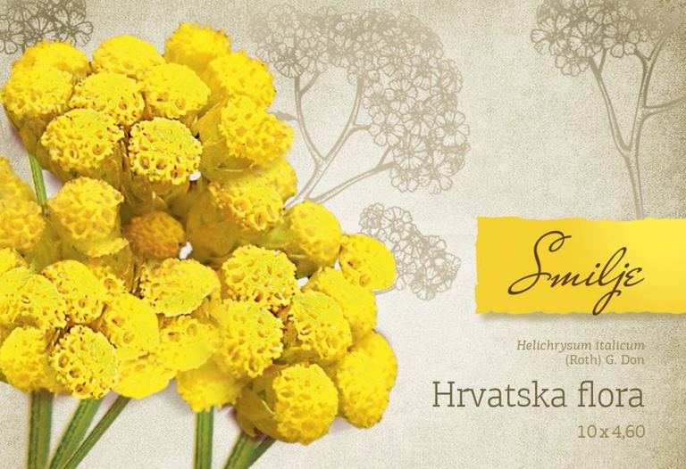 HRVATSKA FLORA - SMILJE